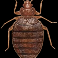 PestControl