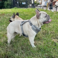 mihai