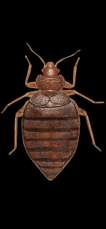 Servicii UK Servicii Pest Control,  deratizare/dezin
