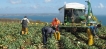 Locuri de munca Cornwall Culegatori de conopida si varza