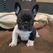 Anunturi Colchester Pui Buldog Francez Gratit